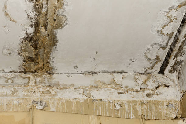 Mold Removal for HVAC Installations in West Chicago, IL